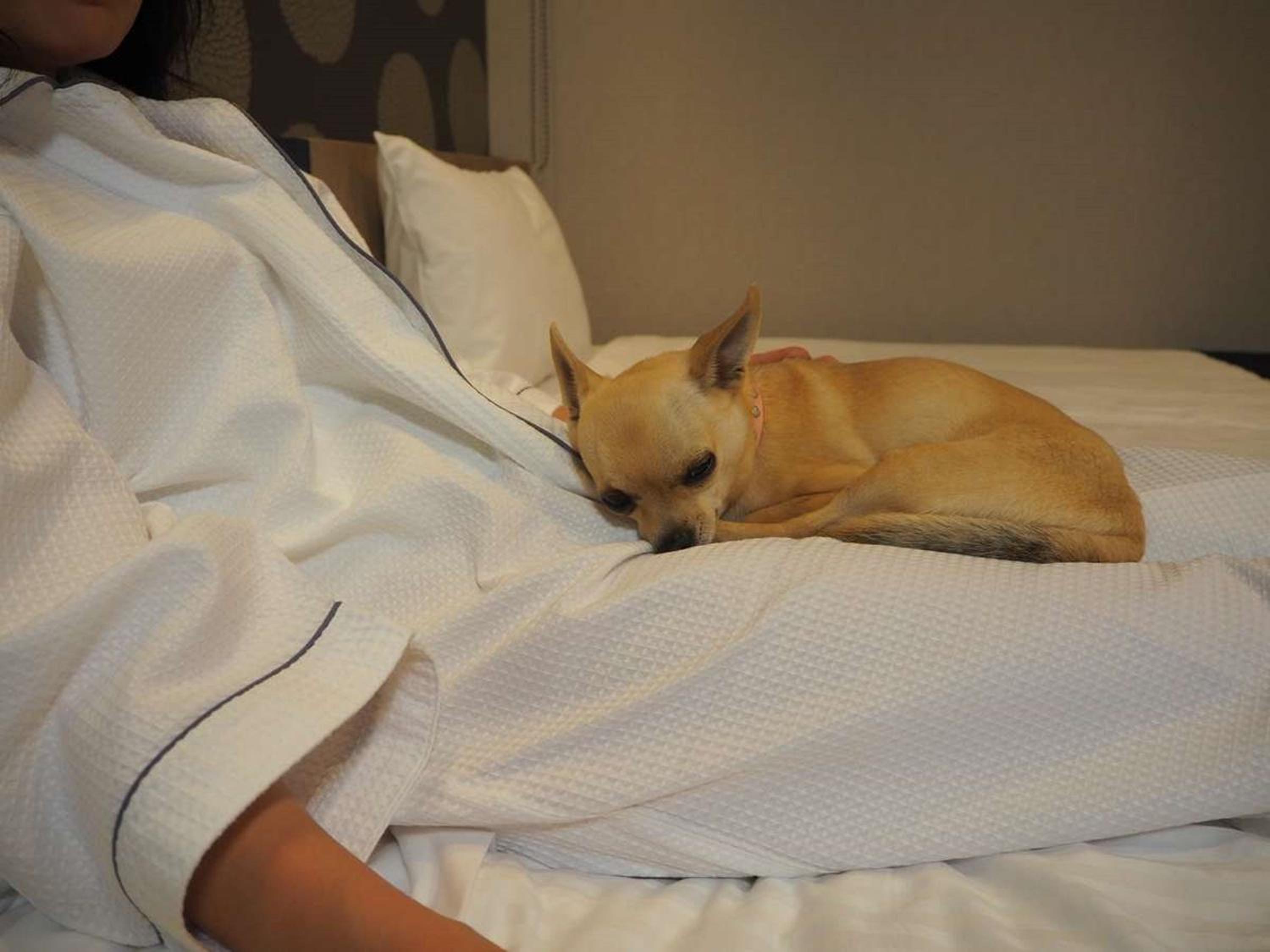 Dog-Friendly - Deluxe Twin Room - Non-Smoking (For One Dog) 