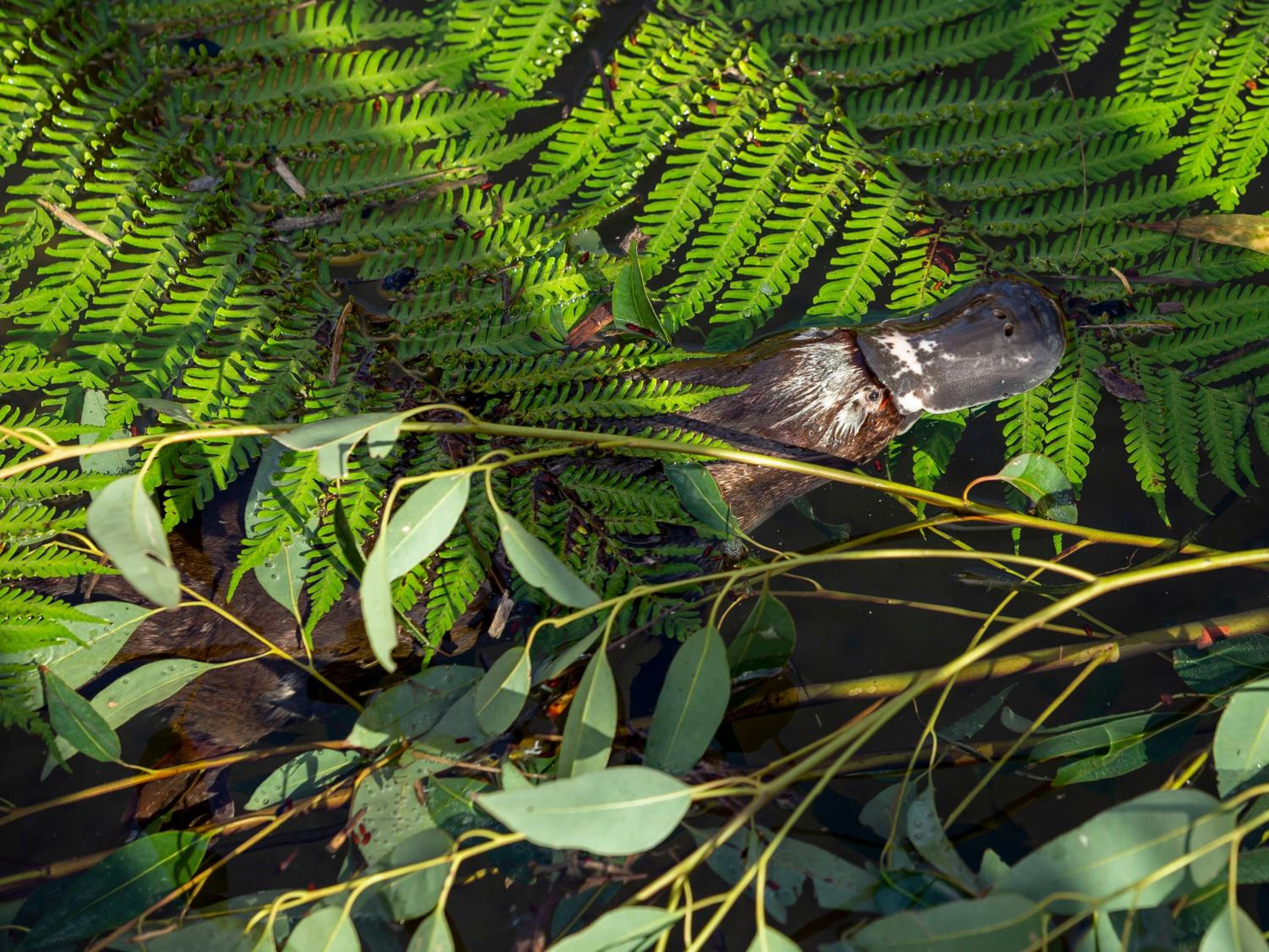 Wildlife Retreat at Taronga